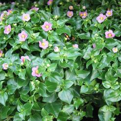 Exacum affine