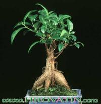 Ficus retussa 2614