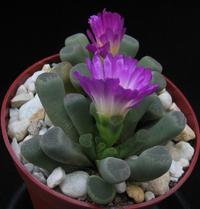 Frithia pulchra