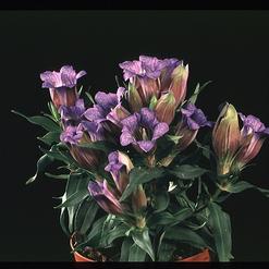 Gentiana scabra