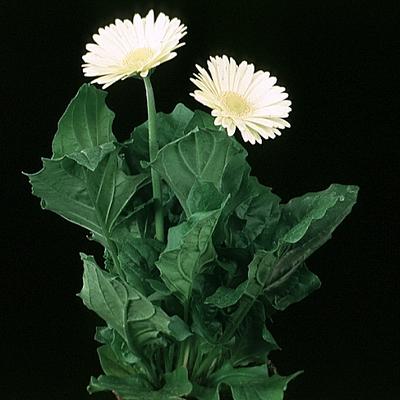 Gerbera sp. 2015