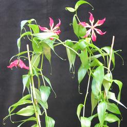 Gloriosa superba