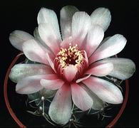 Gymnocalycium baldianum