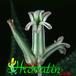 Haworthia limifolia flower 1133