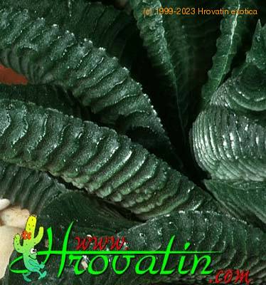 Haworthia limifolia leaf 1134