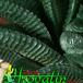 Haworthia limifolia leaf 1134