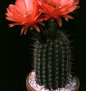 Helianthocereus huascha v. roseiflorus