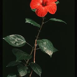 Hibiscus rosa sinensis