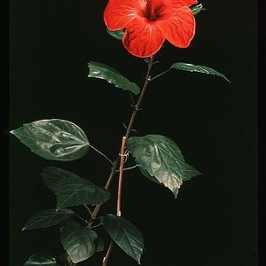 Hibiscus rosa sinensis