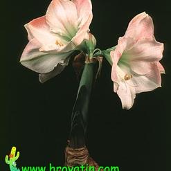 Hippeastrum Amaryllis