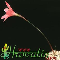 Hippeastrum Amaryllis mini