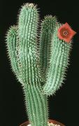 Hoodia gordonii