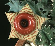 Huernia confusa
