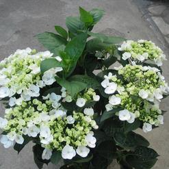 Hydrangea macrophylla