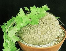 Ibervillea sonorensis