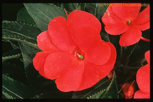 Impatiens 2036