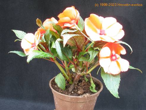Impatiens 5