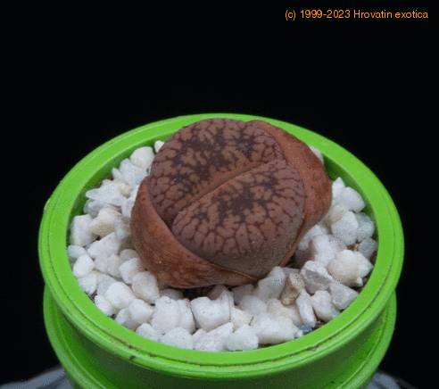 Lithops euniceae MOP