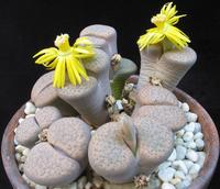 Lithops fulviceps ful Lydiae