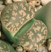 Lithops gesinae v gesinae