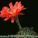 Lobivia arachnacantha v densiseta 250