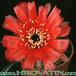Lobivia arachnacantha v densiseta flower 251