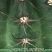Lobivia arachnacantha v densiseta thorn 252