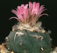 Lophophora jourdaniana
