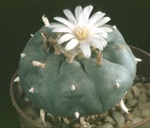 Lophophora williamsii