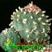 Lophophora williamsii v pluricostata 365