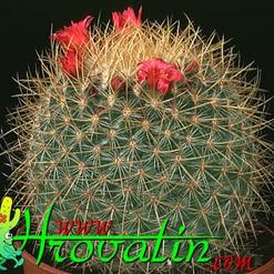 Mammillaria rhodantha v.flavispina