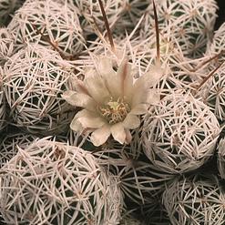 Mammillaria vetula ssp. gracilis v. 'Arizona snowcap'