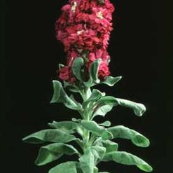 Matthiola incana