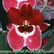 Miltonia peach blossom flower 1779
