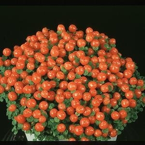 Nertera granadensis 2025