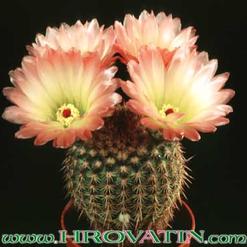 Notocactus rutilans 220