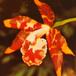 Odontoglossum species flower odontoglossum sp k