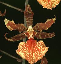 oncidium 1800