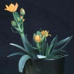 Ornithogalum dubium