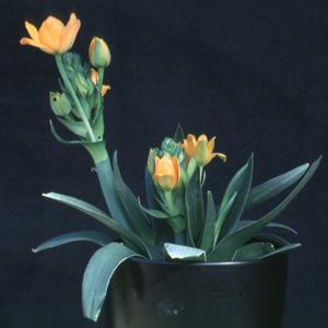 Ornithogalum dubium
