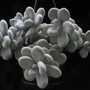 Pachyphytum oviferum