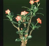 Pachypodium baronii