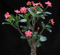 Pachypodium baronii body