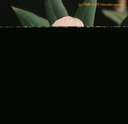 Pachypodium bispinosum-SIf