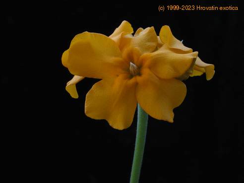 Pachypodium horombense 4