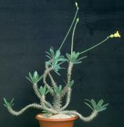 Pachypodium horombense