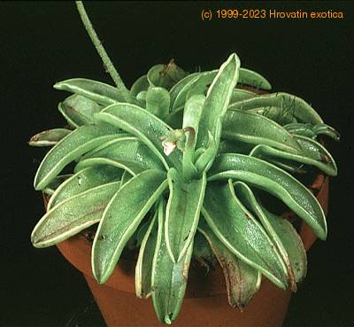 Pinguicula 1693