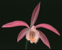 pleione-1774