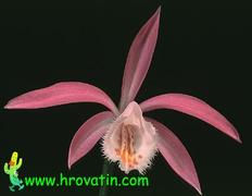 Pleione bulbocodioides