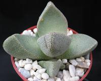 Pleiospilos bolusii
